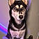 Koda