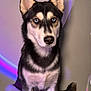husky, dog, blue_eyes, sitting, portrait, indoor, pet, canine, fur, black_and_white, animal, looking_at_camera, ears_up, shadow, colored_lighting, close_up, nose, whiskers, paw, tail