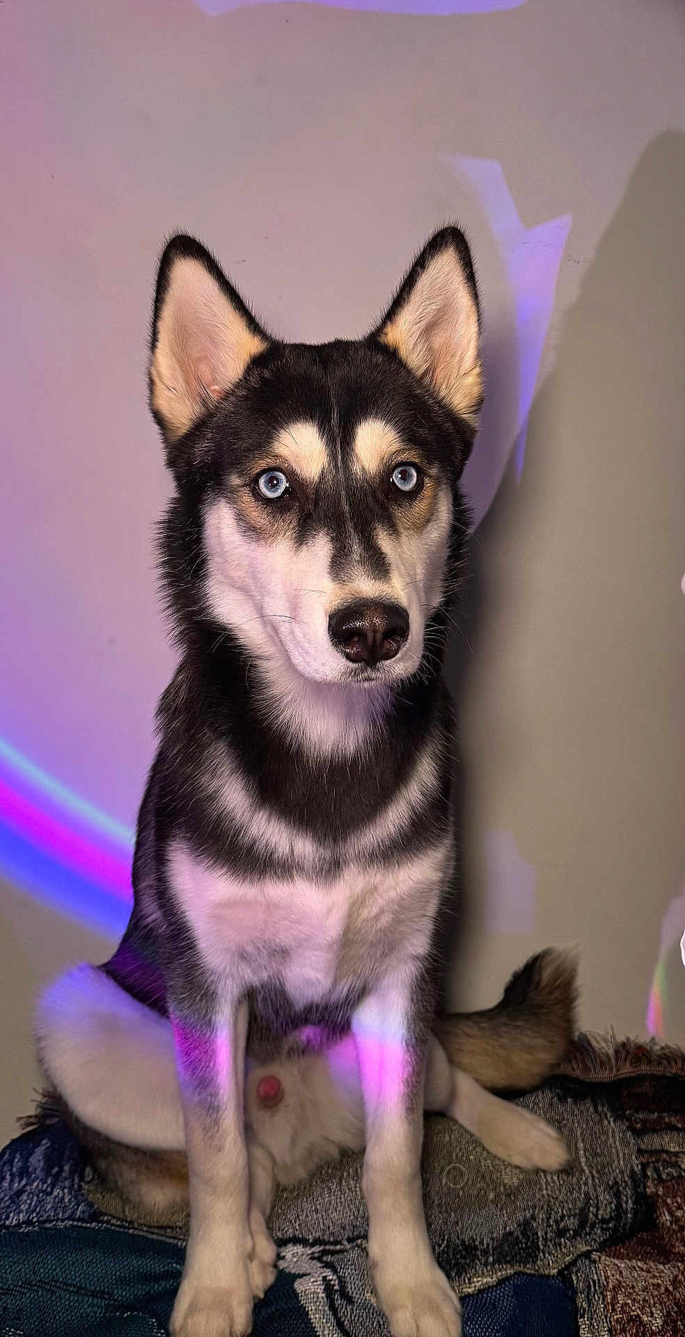 Koda