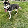 dog, siberian_husky, blue_eyes, tongue_out, grass, outdoor, pet, animal, canine, mammal, fur, standing, playful, summer, nature, friendly, tongue, ears, tail, happy