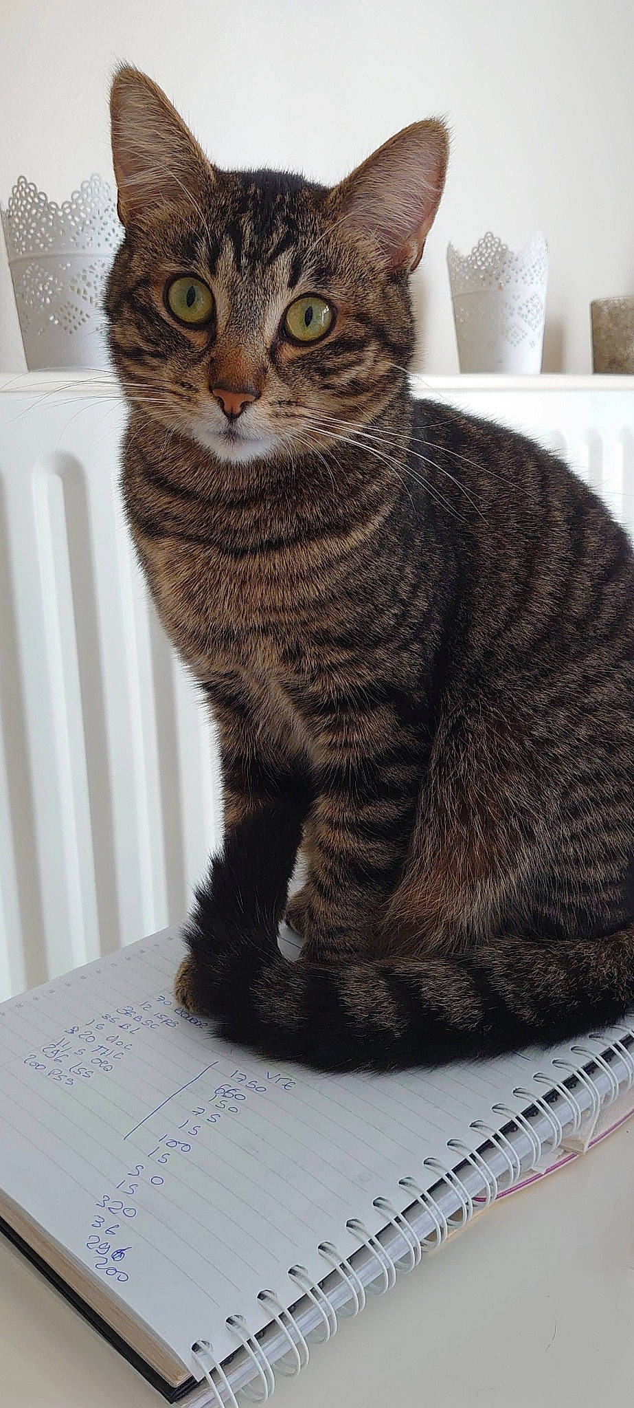 Papaye participe au concours pour gagner de l'argent avec cette photo : carnivore, cat, claw, domestic_short_haired_cat, felidae, fur, handwriting, office_ruler, paw, sitting, small_to_medium_sized_cats, snout, tail, terrestrial_animal, whiskers, window