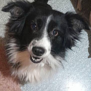 Cola Et Popeye a rejoint le concours — aidez-le/la à gagner de superbes lots ! dog, black_and_white, fluffy, pet, indoor, floor, carpet, bare_feet, cardboard_box, looking_up, smiling, friendly, animal, fur, canine, domestic_animal, cute, ears, tail, happy