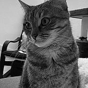 Romy a rejoint le concours — aidez-le/la à gagner de superbes lots ! cat, tabby, indoor, close_up, feline, pet, whiskers, soft_fur, animal, domestic_cat, curious, sitting, black_and_white, lamp, chair, furniture, cozy, portrait, household, relaxed