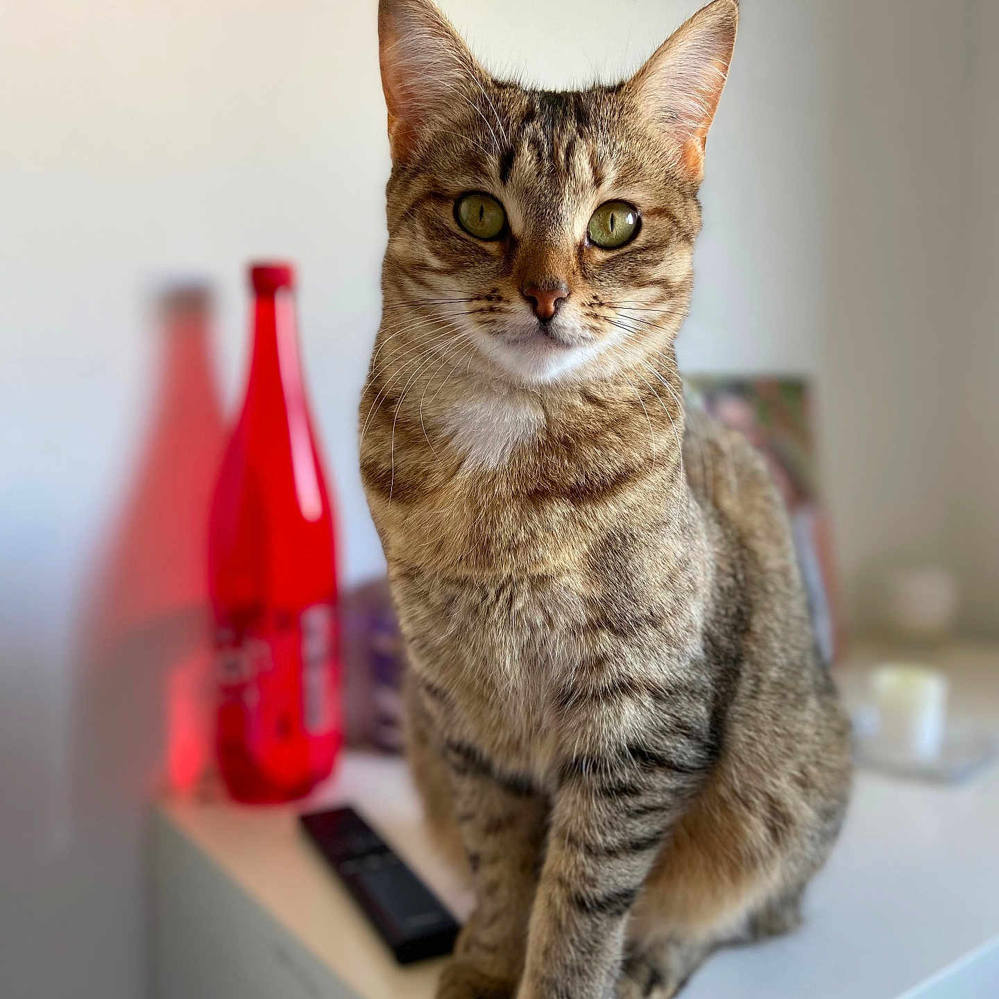 Romy a rejoint le concours — aidez-le/la à gagner de superbes lots ! animal, blurred_background, bottle, cat, close_up, curious, cute, domestic_cat, ears, feline, fur, green_eyes, household, indoor, pet, portrait, sitting, tabby, table, whiskers