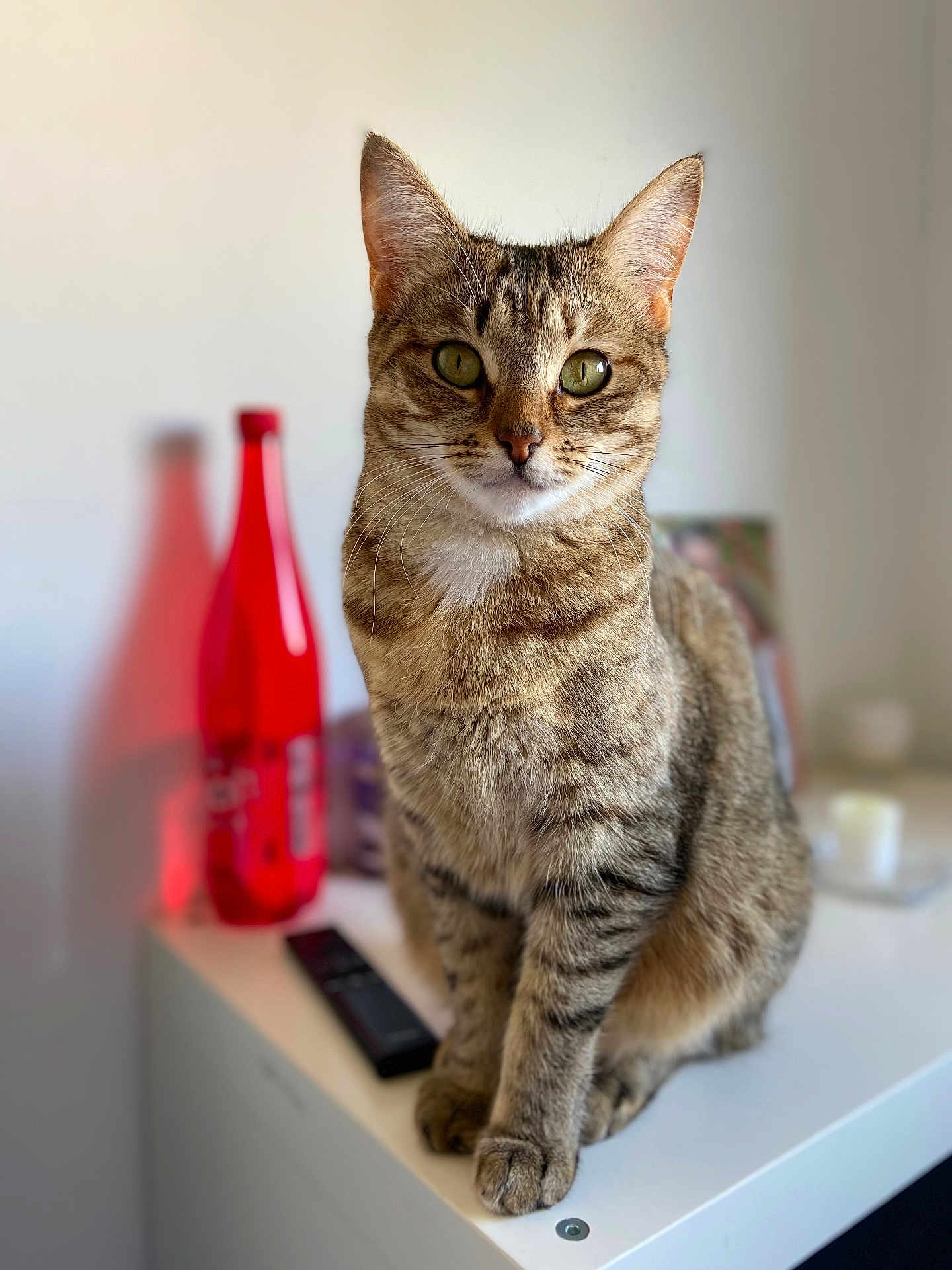 Romy a rejoint le concours — aidez-le/la à gagner de superbes lots ! cat, tabby, green_eyes, indoor, pet, animal, feline, curious, sitting, fur, whiskers, ears, close_up, domestic_cat, household, table, bottle, blurred_background, cute, portrait