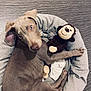 Snoop participe au concours pour gagner de l'argent avec cette photo : animal, blue_eyes, cozy, cute, dog, dog_bed, ears, floor, fur, gray, indoor, looking_up, lying_down, monkey_toy, paw, pet, puppy, resting, stuffed_toy, toy