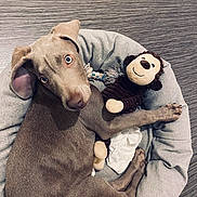 Snoop participe au concours pour gagner de l'argent avec cette photo : animal, blue_eyes, cozy, cute, dog, dog_bed, ears, floor, fur, gray, indoor, looking_up, lying_down, monkey_toy, paw, pet, puppy, resting, stuffed_toy, toy