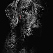 Snoop a rejoint le concours — aidez-le/la à gagner de superbes lots ! animal, black_and_white, canine, close_up, dark_background, detail, dog, droplets, ear, expression, face, fur, kiss_mark, lipstick_mark, moisture, monochrome, portrait, studio_lighting, texture, wet