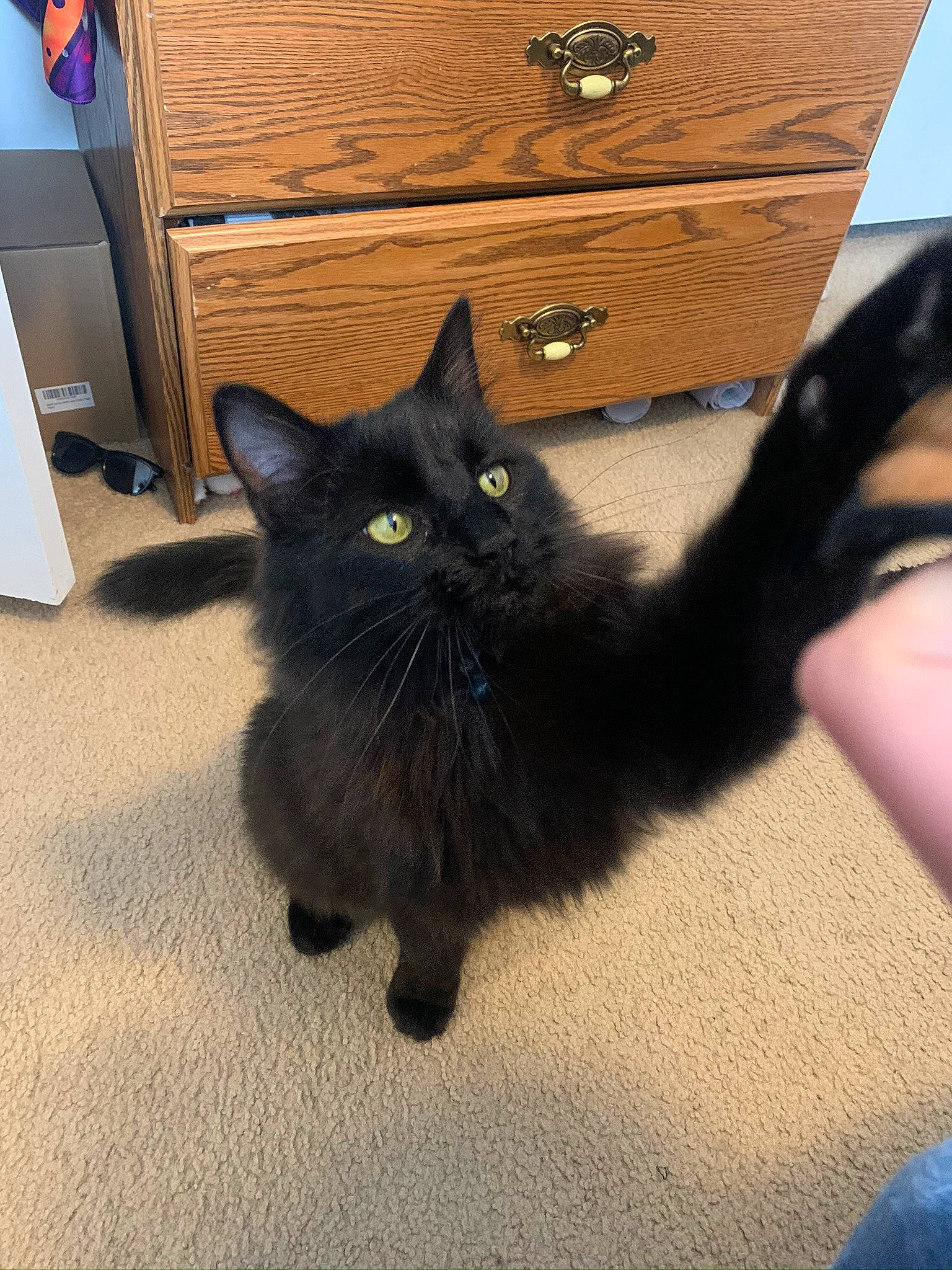 Diablo joined the competition — help win amazing prizes! black_cat, bombay, box, cabinetry, carnivore, cat, chest, chest_of_drawers, domestic_short_haired_cat, drawer, felidae, floor, flooring, fur, grey, hardwood, small_to_medium_sized_cats, tail, whiskers, wood