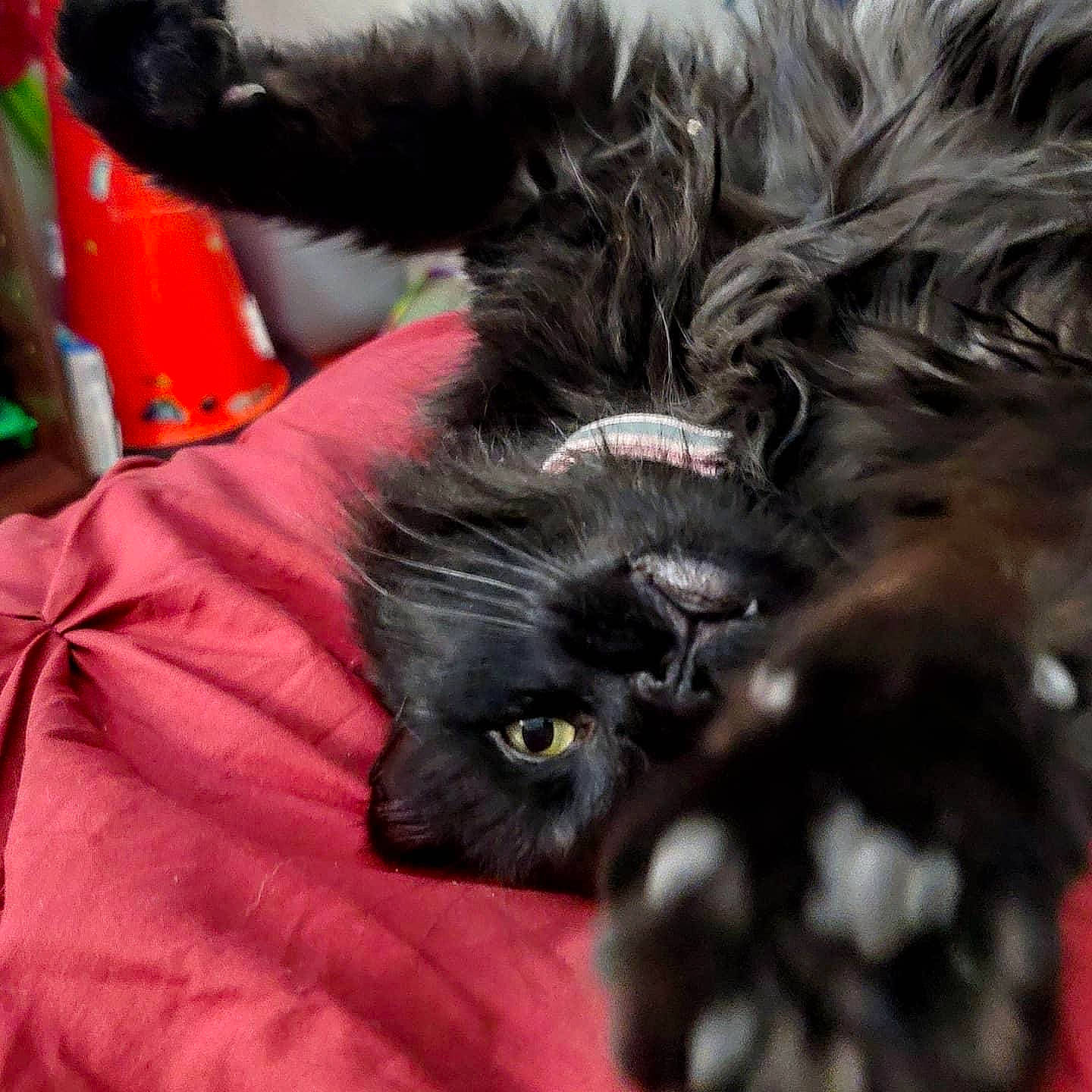 Diablo is registered to the contest to win money with this photo: canidae, carnivore, cat, claw, comfort, companion_dog, dog_breed, event, felidae, fur, liver, magenta, small_to_medium_sized_cats, snout, sporting_group, terrestrial_animal, whiskers