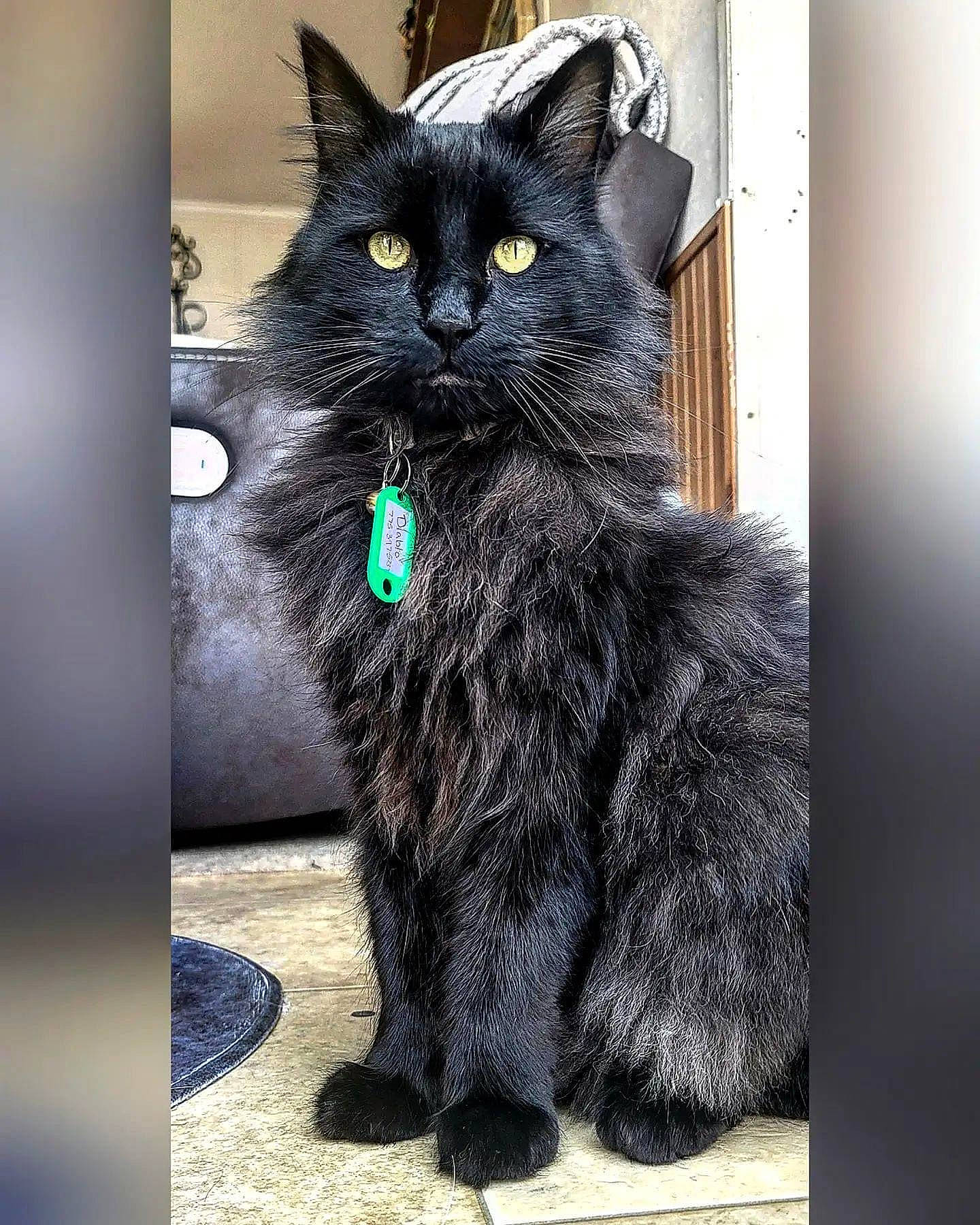 Diablo joined the competition — help win amazing prizes! art, black_cat, carnivore, cat, claw, collar, domestic_short_haired_cat, electric_blue, felidae, fur, iris, monochrome_photography, rectangle, sitting, small_to_medium_sized_cats, snout, tail, terrestrial_animal, whiskers