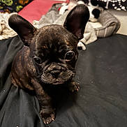 Zeus joined the competition — help win amazing prizes! dog, puppy, french_bulldog, brindle, pet, animal, cute, ears, black_blanket, bed, indoor, closeup, looking_at_camera, small_dog, young, fur, expression, domestic_animal, companion, sitting