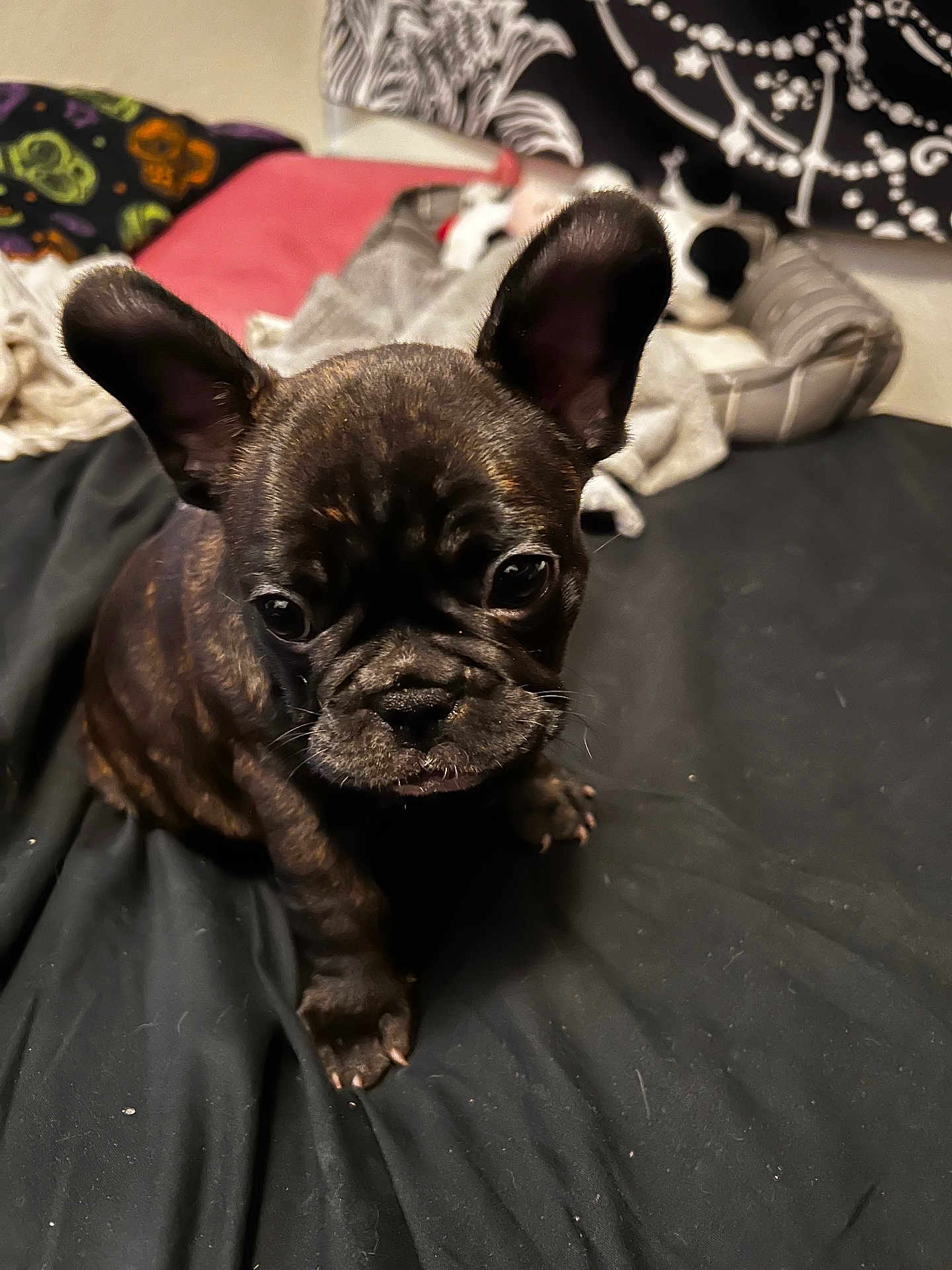 Zeus