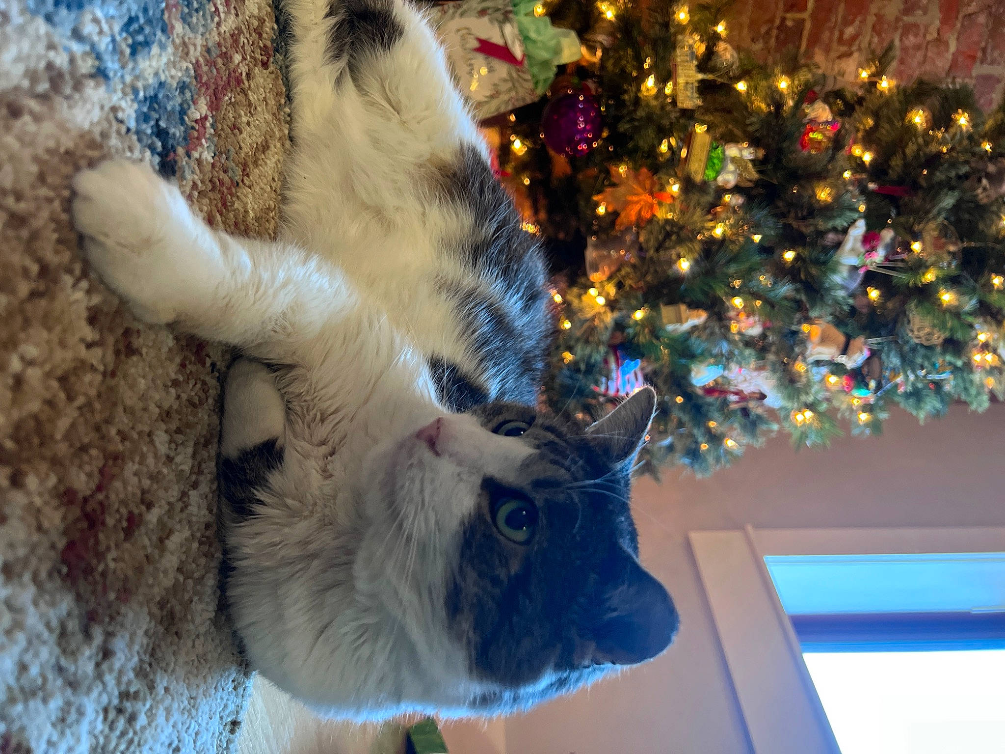 Grumpy joined the competition — help win amazing prizes! carnivore, cat, christmas, christmas_decoration, christmas_ornament, christmas_tree, domestic_short_haired_cat, electric_blue, event, fawn, felidae, fur, holiday, holiday_ornament, mammal, ornament, small_to_medium_sized_cats, tail, vertebrate, whiskers