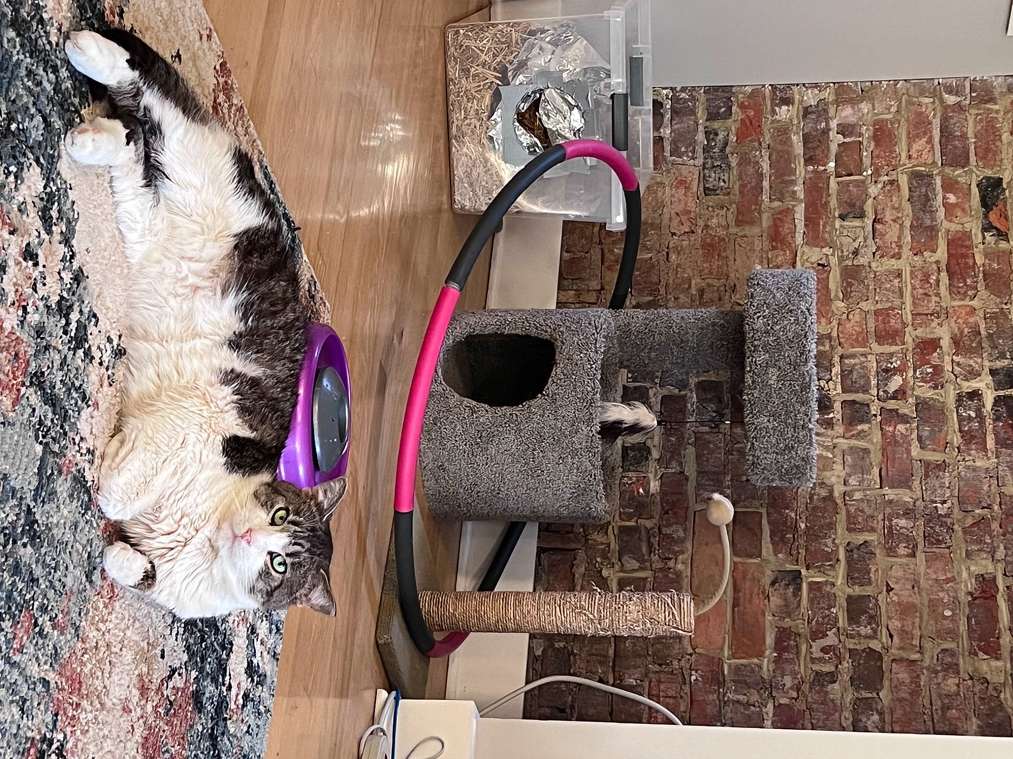 Grumpy is registered to the contest to win money with this photo: art, bag, brick, eyewear, facade, fashion_accessory, fashion_design, fawn, font, fur, hat, magenta, metal, pattern, pet_supply, rectangle, room, shelving, visual_arts, wood