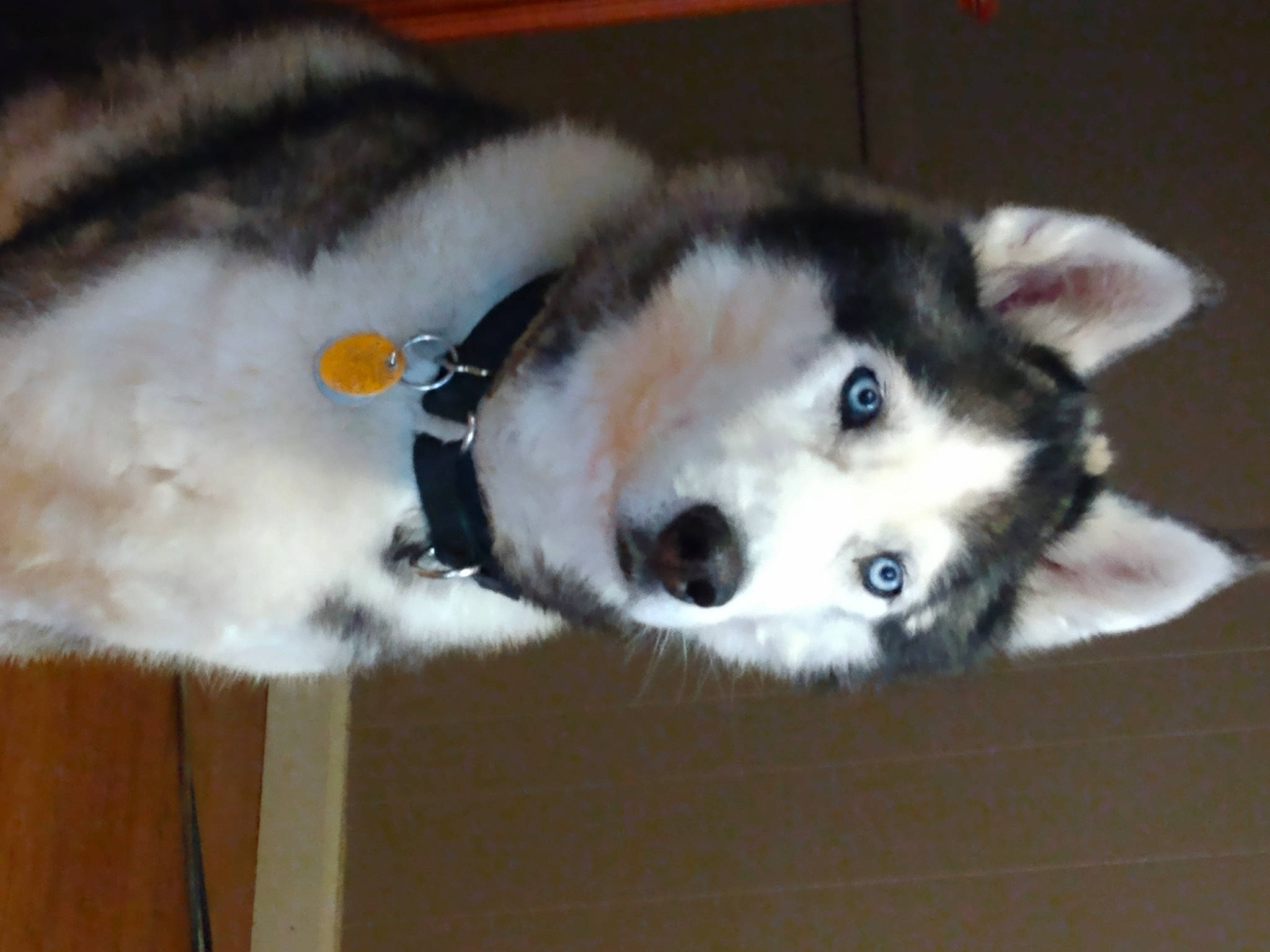 Moose joined the competition — help win amazing prizes! canadian_eskimo_dog, canidae, canis, carnivore, companion_dog, dog, dog_breed, fur, herding_dog, siberian_husky, sled_dog, snout, spitz, sporting_group, tail, terrestrial_animal, whiskers, wolf, working_animal, working_dog