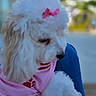Camila Fé joined the competition — help win amazing prizes! dog, poodle, white, pink_bow, pink_clothing, pet, fluffy, cute, animal, lap, outdoor, blurred, fur, canine, resting, soft, small_dog, companion, adorable, portrait