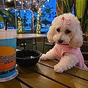 Camila Fé is registered to the contest to win money with this photo: dog, white_dog, poodle, pink_clothing, bow, table, drink_cup, bowl, outdoor, string_lights, palm_trees, evening, pet, cute, animal, wooden_table, restaurant, decorations, night, casual