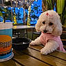 dog, white_dog, poodle, pink_clothing, bow, table, drink_cup, bowl, outdoor, string_lights, palm_trees, evening, pet, cute, animal, wooden_table, restaurant, decorations, night, casual