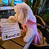 dog, white_dog, pink_clothing, outdoor, table, menu, hand, lights, trees, dinner, pet, cute, animal, restaurant, evening, fur, seat, nature, decor, food_menu
