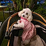 Camila Fé joined the competition — help win amazing prizes! dog, white_dog, poodle, pet, pink_dress, stroller, outdoor, night, greenery, chair, blanket, cute, animal, fur, park, garden, leisure, expression, small_dog, cozy