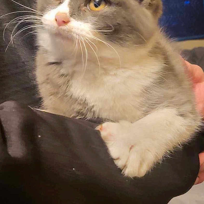Glenn is registered to the contest to win money with this photo: animal, cat, close_up, curious, cute, domestic_animal, feline, fur, gray_cat, hand, holding, indoor, looking_away, pet, portrait, relaxed, soft_focus, whiskers, white_cat, yellow_eyes