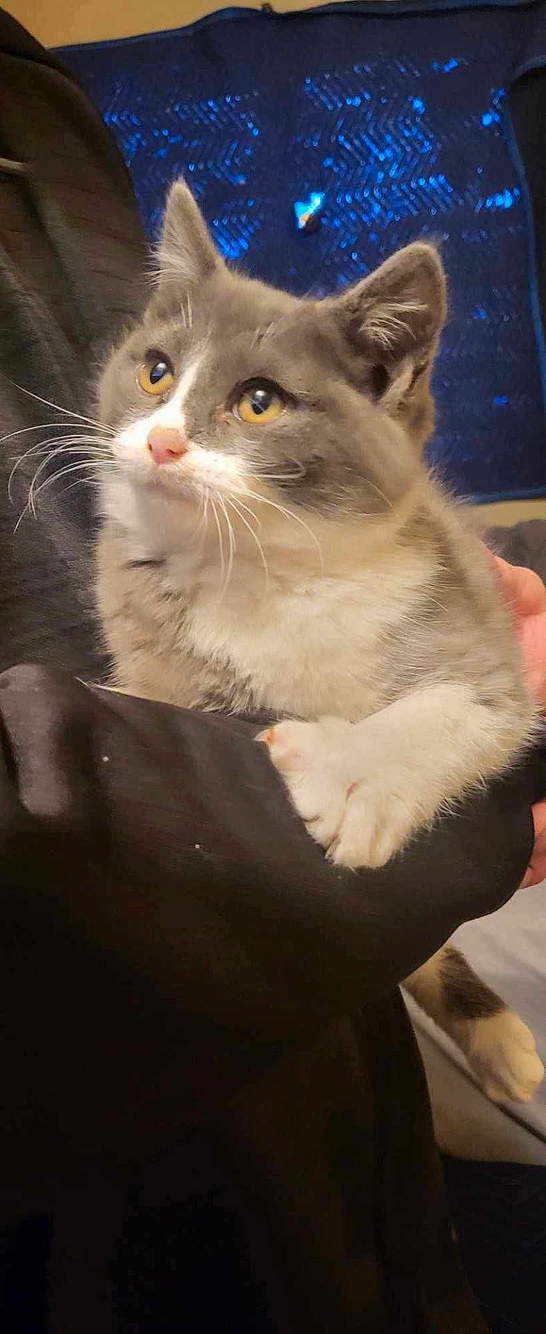 Glenn is registered to the contest to win money with this photo: cat, gray_cat, white_cat, pet, animal, feline, fur, whiskers, yellow_eyes, indoor, close_up, hand, holding, soft_focus, curious, cute, domestic_animal, portrait, looking_away, relaxed