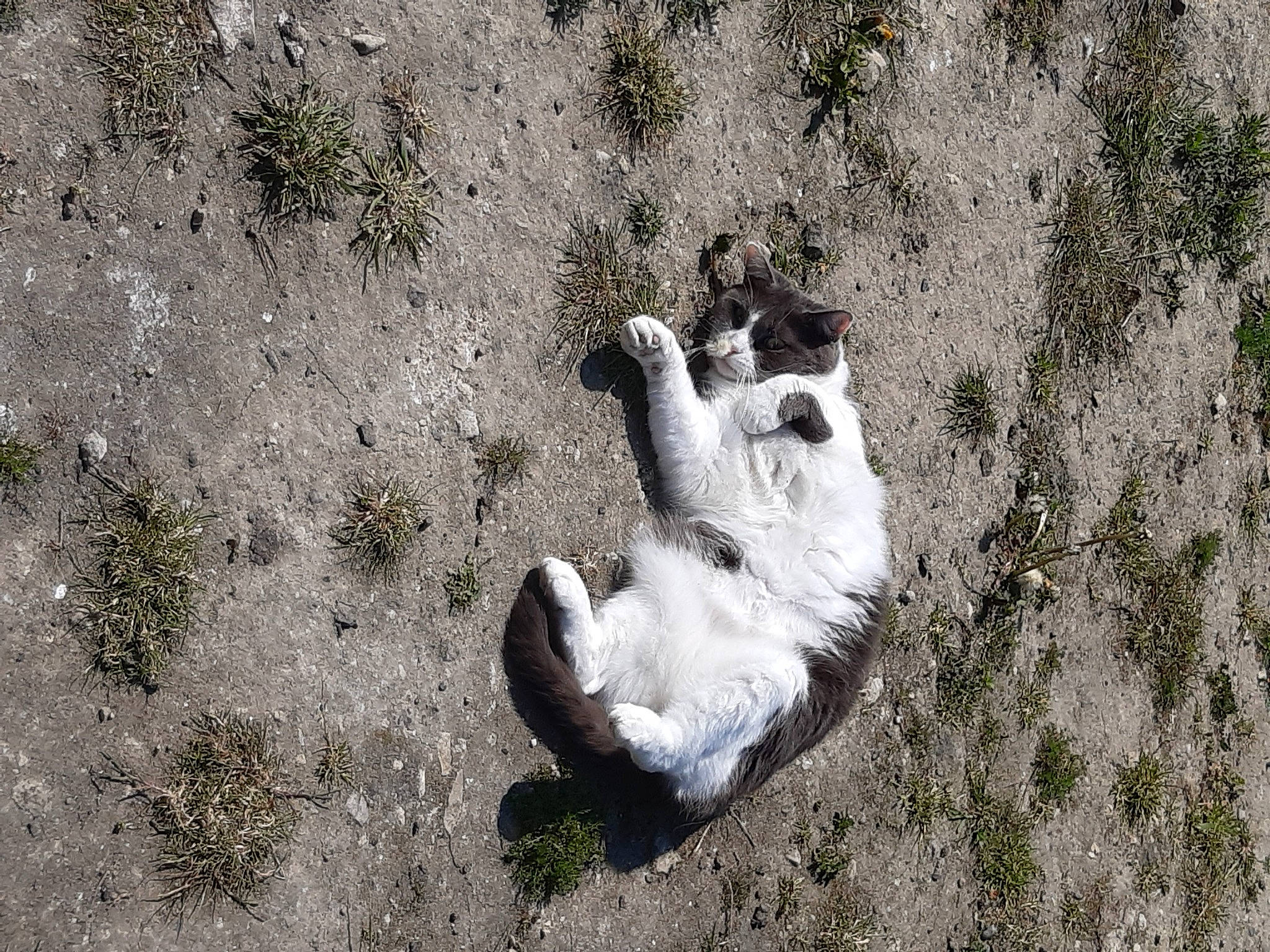 Macao participe au concours pour gagner de l'argent avec cette photo : canidae, carnivore, companion_dog, dog_breed, felidae, foot, fur, grass, human_leg, paw, plant, sand, small_to_medium_sized_cats, soil, sporting_group, tail, terrestrial_animal, wildlife