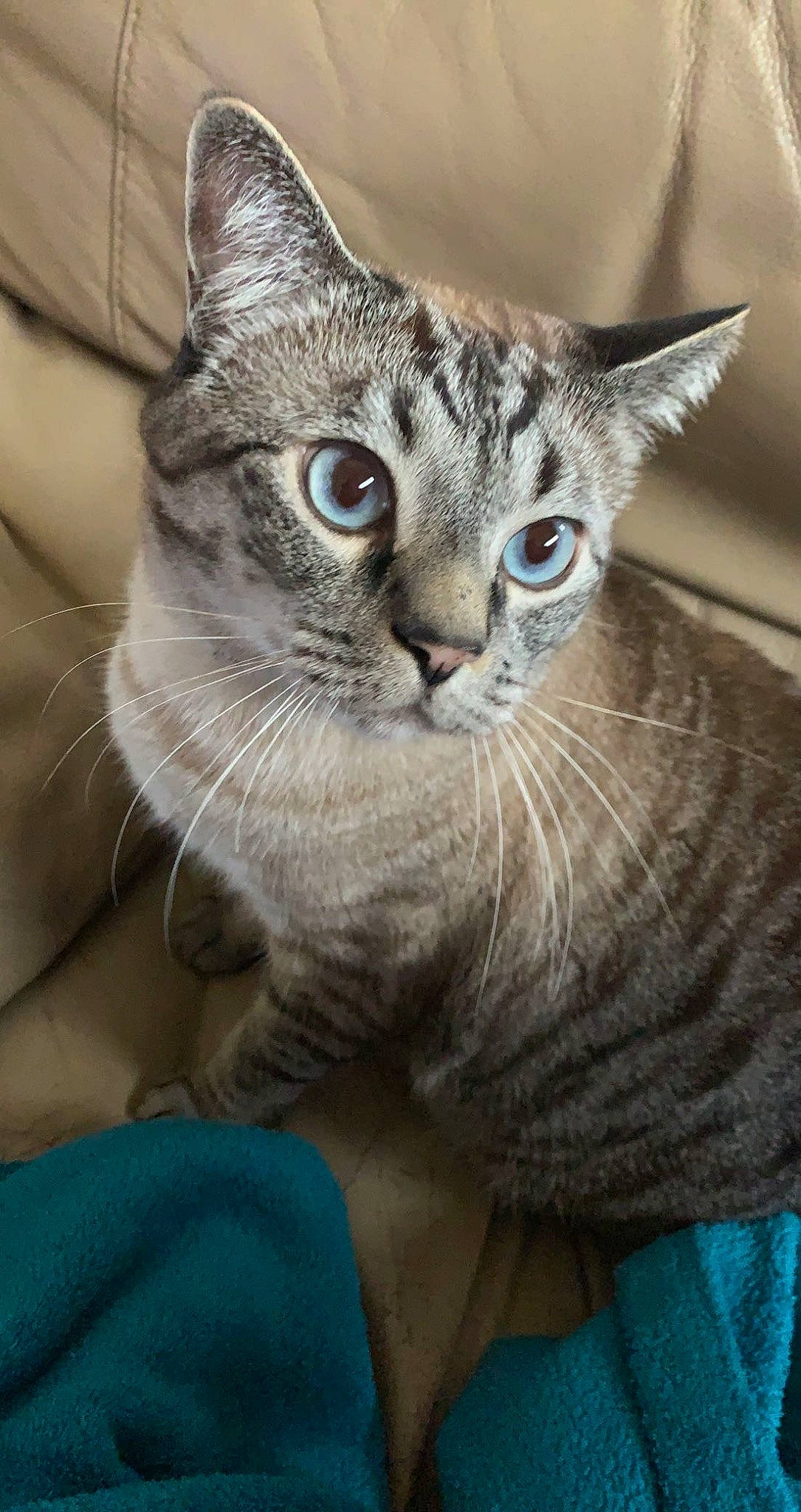 Cloud joined the competition — help win amazing prizes! blue, carnivore, cat, claw, domestic_short_haired_cat, electric_blue, felidae, fur, grey, small_to_medium_sized_cats, snout, terrestrial_animal, whiskers, wildlife, window