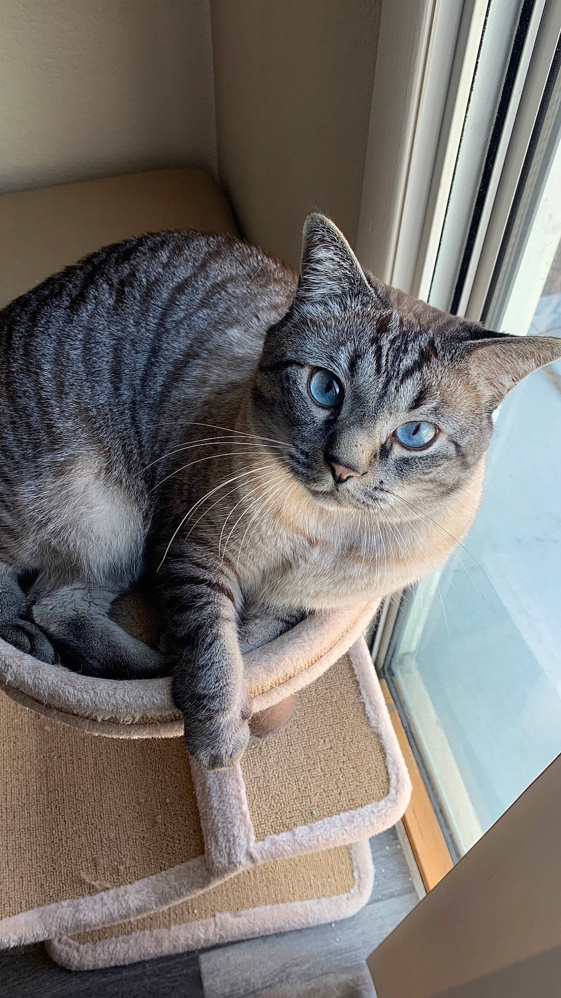 Cloud is registered to the contest to win money with this photo: carnivore, cat, cat_supply, comfort, domestic_short_haired_cat, door, felidae, fur, grey, mammal, paw, pet_supply, small_to_medium_sized_cats, snout, tail, vertebrate, whiskers, window