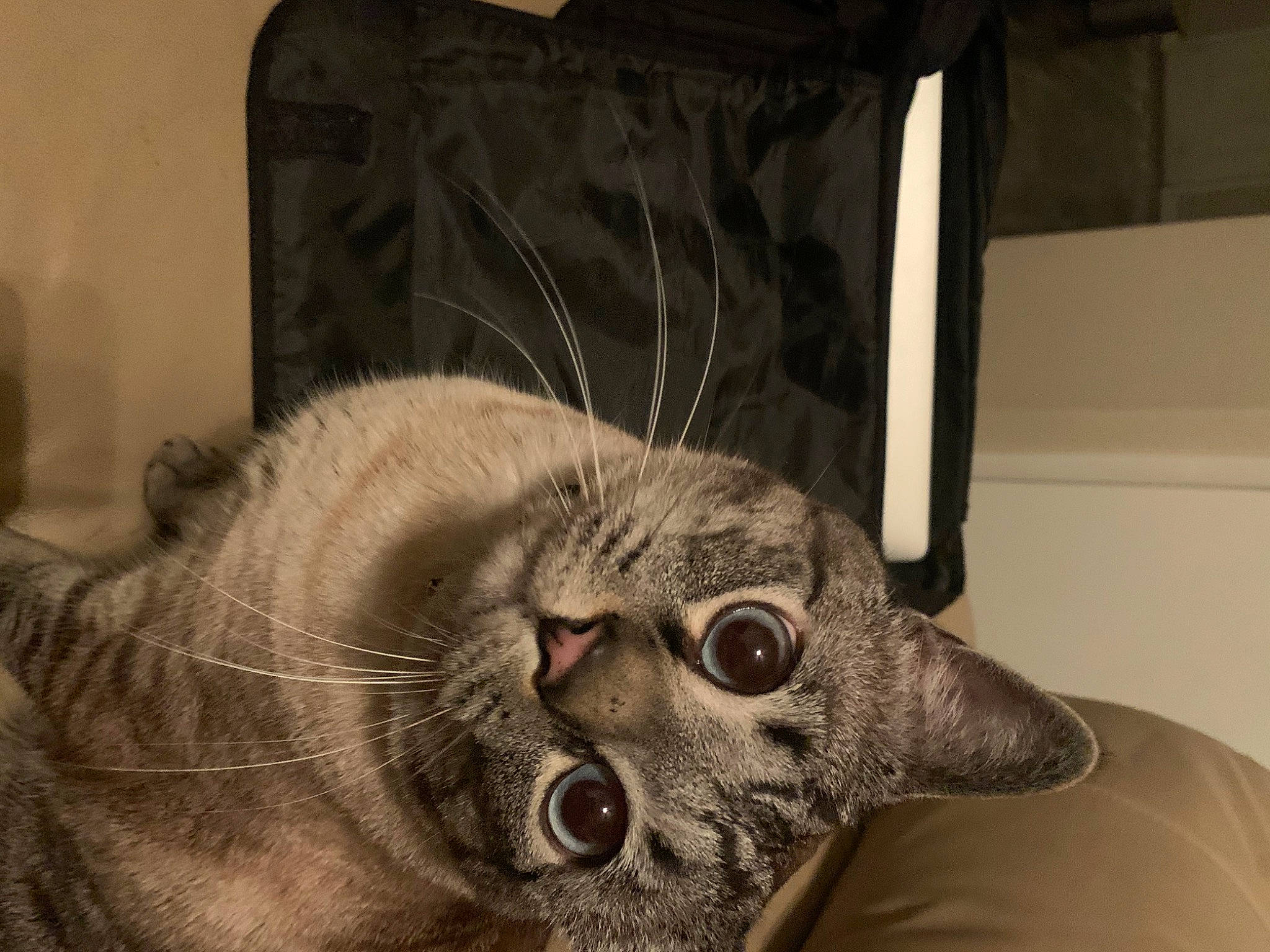 Cloud is registered to the contest to win money with this photo: canidae, carnivore, cat, claw, comfort, domestic_short_haired_cat, fang, felidae, fur, jaw, monochrome, monochrome_photography, paw, small_to_medium_sized_cats, snout, tail, terrestrial_animal, whiskers, wildlife