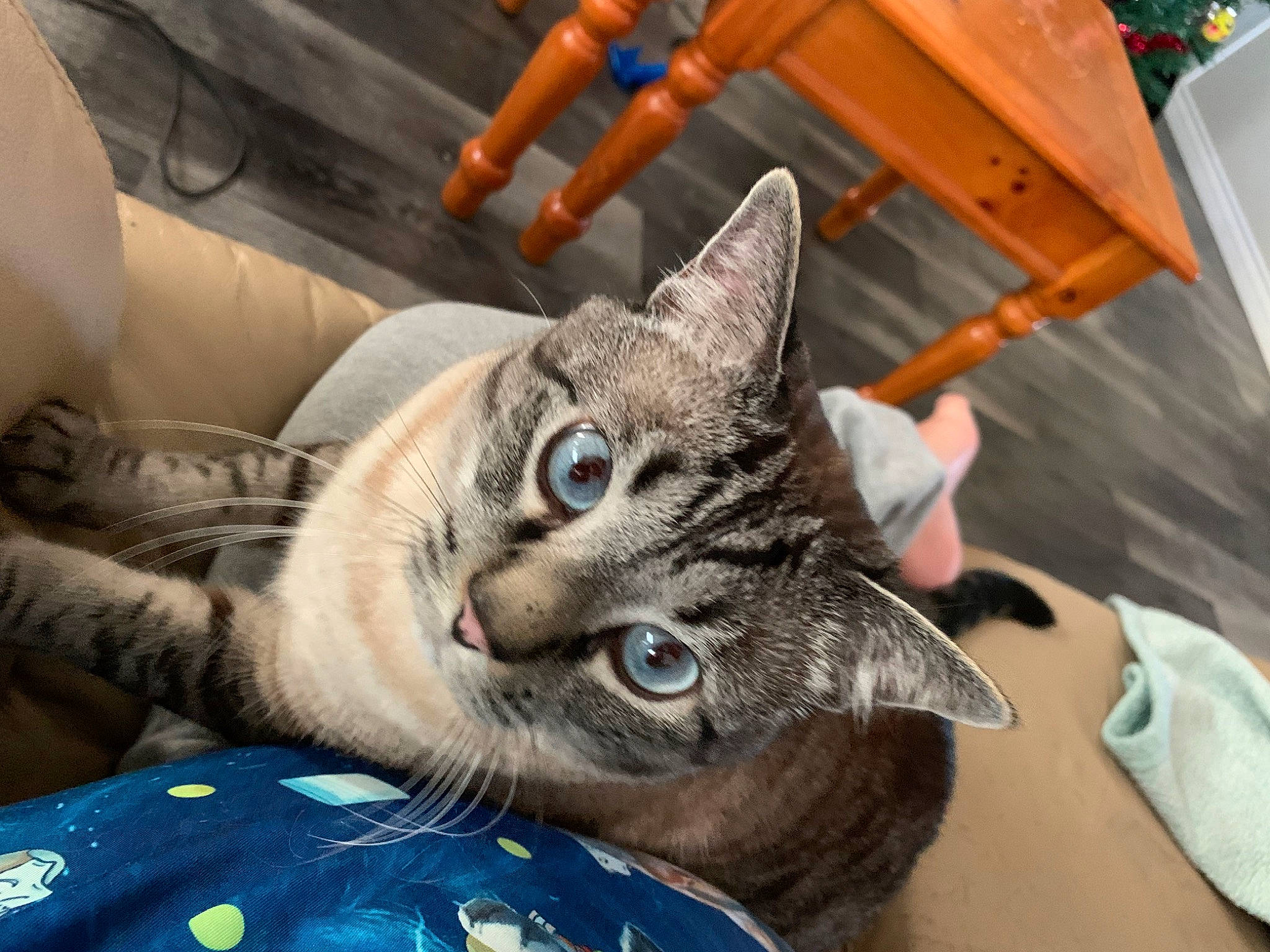 Cloud joined the competition — help win amazing prizes! carnivore, cat, chair, comfort, domestic_short_haired_cat, door, ear, felidae, fur, paw, sitting, small_to_medium_sized_cats, snout, whiskers, wood
