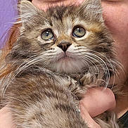 Dasha joined the competition — help win amazing prizes! kitten, cat, pet, fluffy, closeup, person, face, eyes, whiskers, fur, holding, hand, indoor, portrait, cute, animal, mammal, feline, young, soft