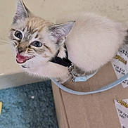 Octavia is registered to the contest to win money with this photo: animal, blue_eyes, cardboard_box, cat, close_up, cute, domestic_animal, ears, feline, fur, indoor, kitten, leash, looking_up, meowing, pet, playful, small, whiskers, young_cat