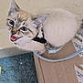 kitten, cat, blue_eyes, meowing, leash, cardboard_box, indoor, playful, pet, feline, fur, whiskers, ears, animal, young_cat, close_up, looking_up, domestic_animal, small, cute