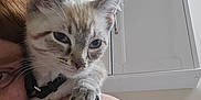 Octavia joined the competition — help win amazing prizes! animal, cabinet, cat, closeup, curious, domestic, face, feline, fur, home, indoor, kitten, looking, paw, person, pet, shoulder, skin, whiskers, young_cat