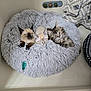 kitten, cat, pet_bed, fluffy, sleeping, curious, indoor, cozy, furry, animal, cute, resting, soft_texture, young, domestic_cat, feline, three_kittens, gray_bed, relaxing, companion