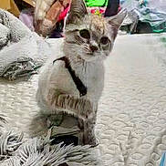 Octavia is registered to the contest to win money with this photo: kitten, cat, pet, indoor, blanket, furry, cute, animal, curious, sitting, texture, soft, clutter, colorful, fur, whiskers, young, domestic, cozy, background