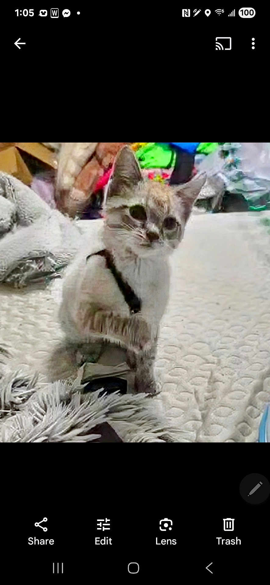 Octavia is registered to the contest to win money with this photo: kitten, cat, pet, indoor, blanket, furry, cute, animal, curious, sitting, texture, soft, clutter, colorful, fur, whiskers, young, domestic, cozy, background
