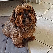 Orthis a rejoint le concours — aidez-le/la à gagner de superbes lots ! dog, pet, indoor, floor, mat, brown, fur, small_dog, looking_up, tile_floor, cabinet, cute, animal, companion, home, scruffy, beard, portrait, sitting, adorable