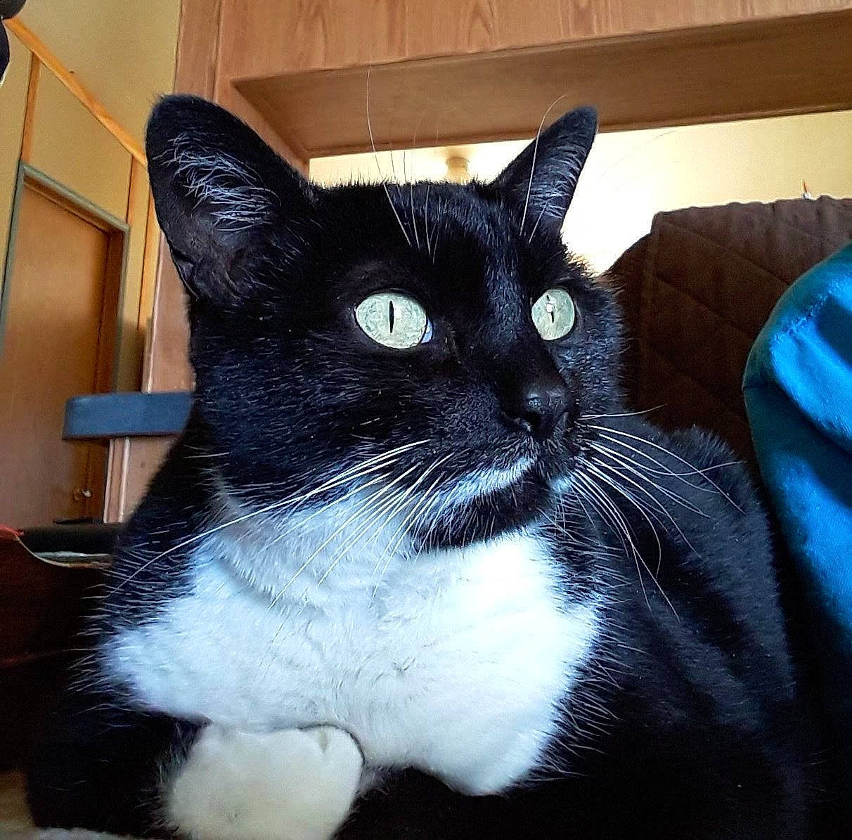 Annie is registered to the contest to win money with this photo: black_cat, carnivore, cat, claw, comfort, domestic_short_haired_cat, electric_blue, eye, felidae, fur, linens, packaging_and_labeling, paw, small_to_medium_sized_cats, snout, tail, terrestrial_animal, whiskers