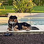 Uston a rejoint le concours — aidez-le/la à gagner de superbes lots ! dog, pool, outdoor, greenery, shoe, rocks, sunlight, relaxing, grass, fence, plant, water, pet, animal, daylight, backyard, nature, calm, laying, fur