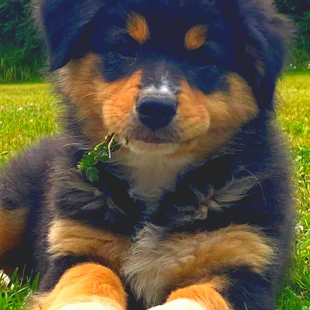 Uston participe au concours pour gagner de l'argent avec cette photo : adorable, animal, canine, cute, dog, ears, fur, grass, greenery, lying_down, muzzle, nature, outdoor, paw, pet, playful, puppy, snout, tricolor, young