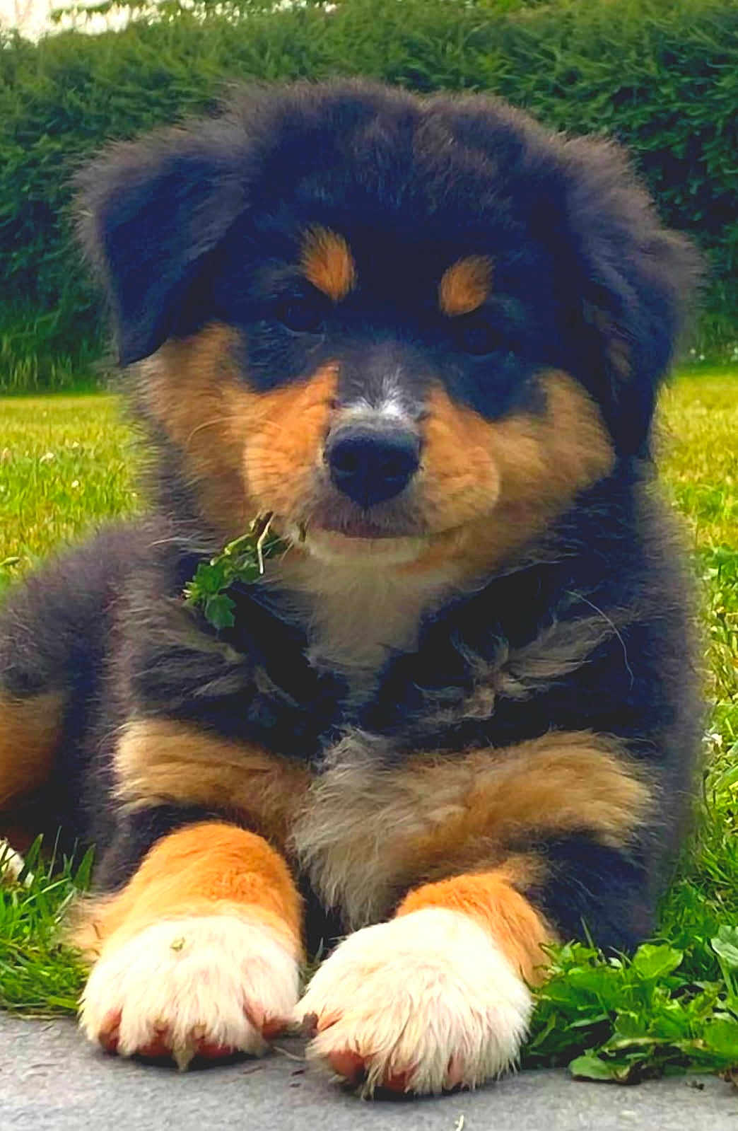 Uston participe au concours pour gagner de l'argent avec cette photo : puppy, dog, grass, outdoor, cute, tricolor, fur, animal, pet, paw, nature, young, canine, muzzle, ears, snout, lying_down, playful, adorable, greenery