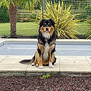 Uston a rejoint le concours — aidez-le/la à gagner de superbes lots ! dog, sitting, pool, garden, grass, tree, plant, hedge, soccer_goal, backyard, outdoor, pet, fur, canine, nature, landscape, stone, tile, calm, watchful