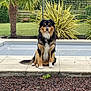 dog, sitting, pool, garden, grass, tree, plant, hedge, soccer_goal, backyard, outdoor, pet, fur, canine, nature, landscape, stone, tile, calm, watchful