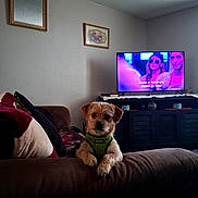 Chloe joined the competition — help win amazing prizes! dog, pet, living_room, couch, sofa, television, wall_art, pillow, indoor, furniture, brown, green, harness, cute, small_dog, relaxed, home, decor, cozy, curious