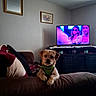 dog, pet, living_room, couch, sofa, television, wall_art, pillow, indoor, furniture, brown, green, harness, cute, small_dog, relaxed, home, decor, cozy, curious