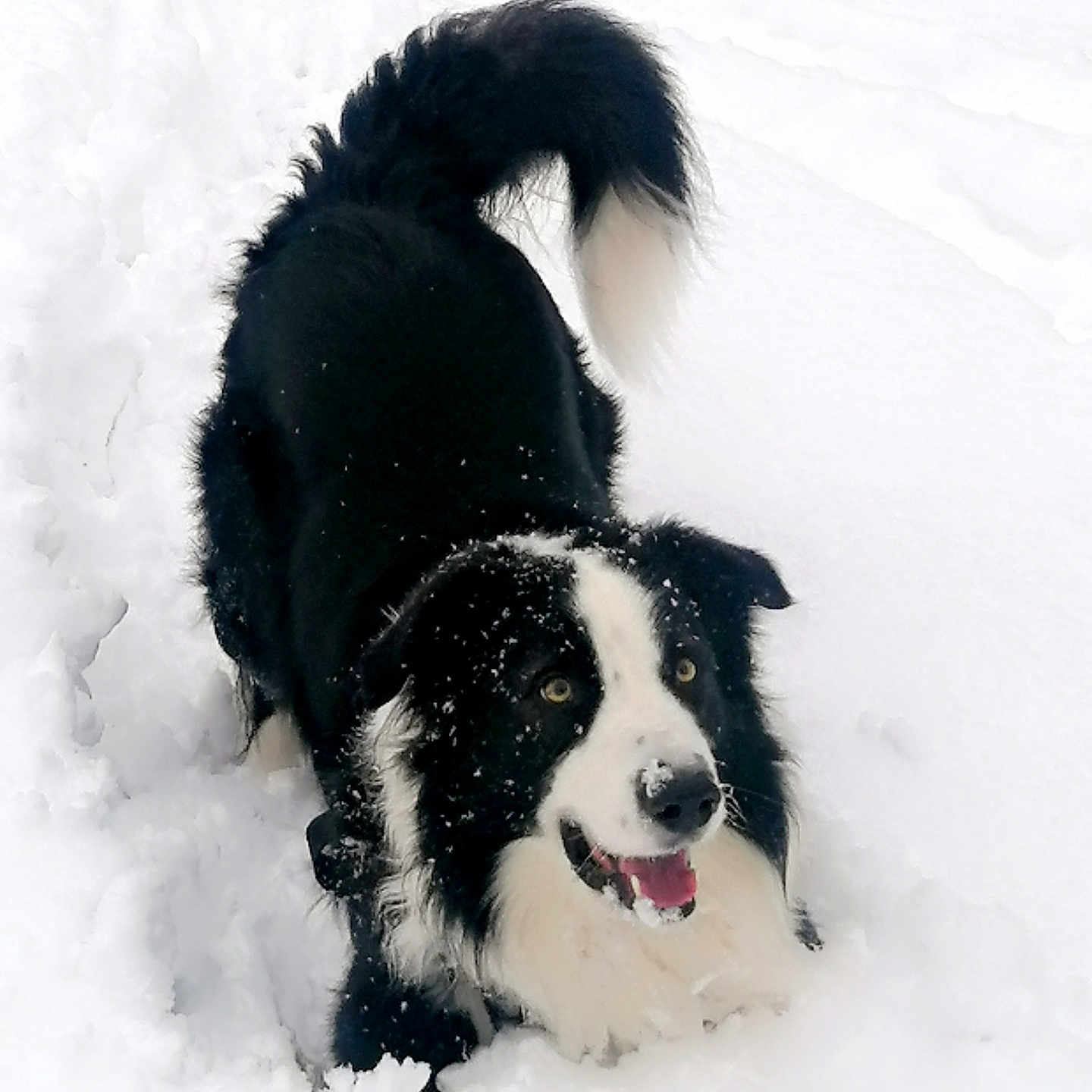 Oreo a rejoint le concours — aidez-le/la à gagner de superbes lots ! animal, blizzard, bodypart, canine, cockerspaniel, collie, dog, eskimodog, hound, husky, mouth, nature, outdoors, person, pet, puppy, saintbernard, snow, storm, winter