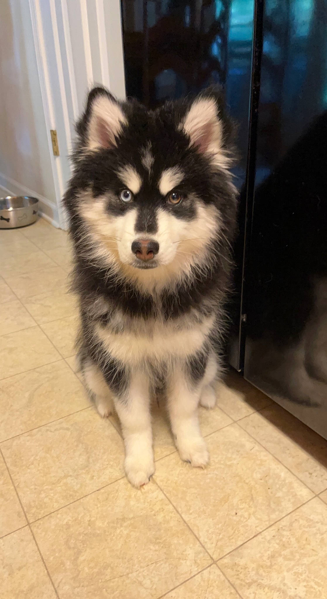 Sosulka joined the competition — help win amazing prizes! ancient_dog_breeds, canidae, canis, carnivore, companion_dog, dog, dog_breed, flooring, fur, iris, non_sporting_group, puppy, sitting, sled_dog, snout, sporting_group, terrestrial_animal, whiskers, working_animal, working_dog